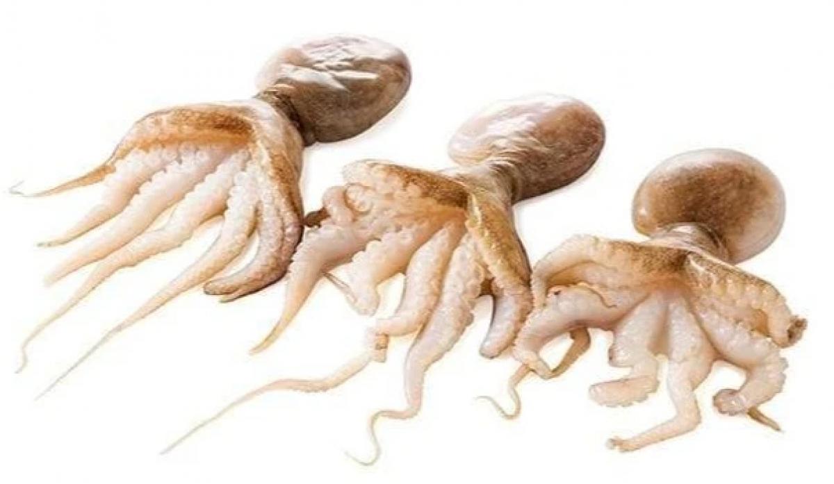 Contractie Concurrenten Af en toe Baby Octopus per zak 1 Kg. | Producten | VIS-HAL.nl in Spakenburg